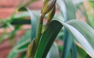 9月兰花开花是什么品种？