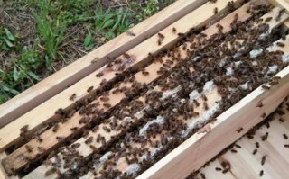 维持大群的中蜂品种视频