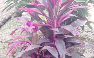 缟叶竹蕉怎么养？视频教你方法！