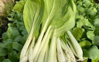 小白菜品种到底有多少？