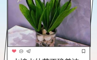 水仙花怎么养？看图学养殖方法