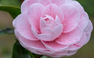 茶花长得高是哪个品种？