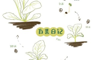 无土种蔬菜有哪些技术与方法？