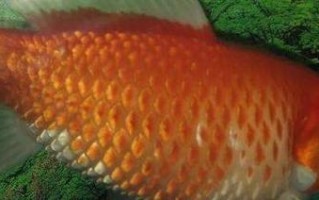 竖鳞病怎么治？水产养殖有效方法有哪些？