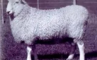 莱斯特羊有哪些品种？附图片详解。