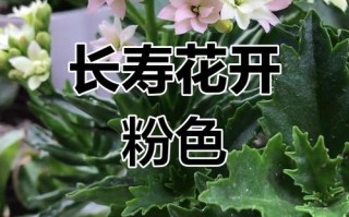 白色长寿花有哪些经典品种推荐？