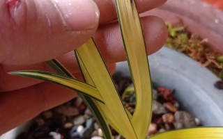 全黄叶兰草是何品种？