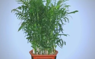 夏威夷椰子冬季怎么养才安全？