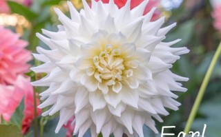 大丽花品种有哪些？名称图片怎么查？