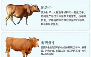 哪种牛品种养殖周期最短？