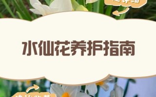 水仙花的养殖方法 图片