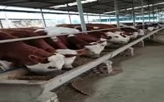 西门塔尔牛改良如何鉴定？