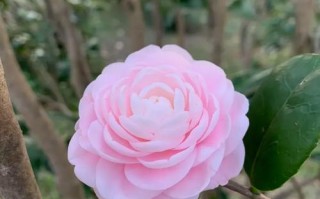 哪些粉色茶花品种自带花香？