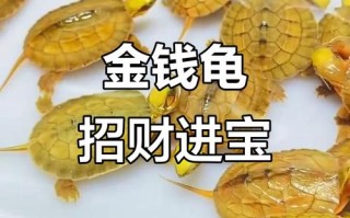 金钱龟品种有哪些？图片怎么区分？