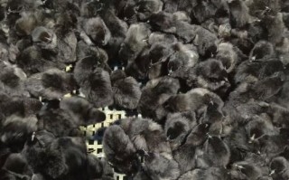 现在小鸡苗多少价格