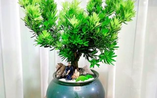 微型罗汉松怎么养才好？