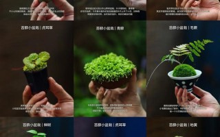 什么品种苔藓可以做盆景