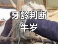 如何准确判断牛的年龄？