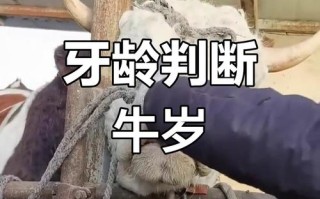 如何准确判断牛的年龄？