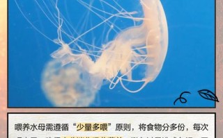 水母要吃什么饲料