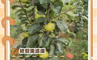 红啤梨怎么修剪？图解方法在这里！