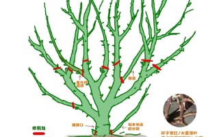 月季花何时扦插成活率最高？