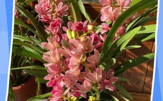 荷花兰怎么养？浇水有哪些讲究？