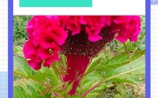 家庭鸡冠花怎么养才好？