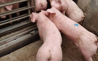 我国培育的猪品种主要有哪些？