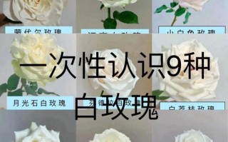 白玫瑰有哪些常见品种？