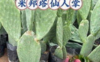 仙人掌哪个品种最好看？