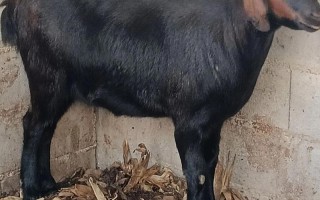 本地山羊品种有哪些？附图片。