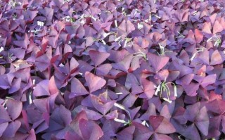 紫色叶植物有哪些常见品种？