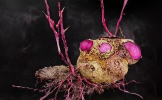 圆形山药是什么品种？