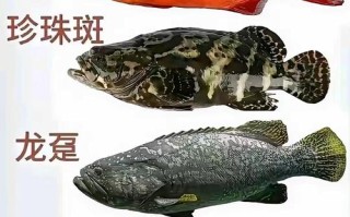 西安鱼类品种为何多样？