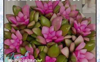 吹雪之松怎么养才好看？