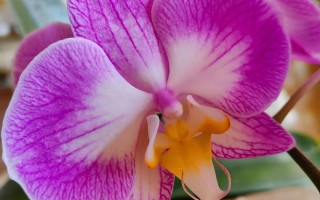 哪些蝴蝶兰品种开花量最多？