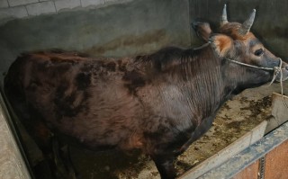 土种母牛能配品种牛吗？