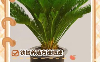 铁树怎么养？方法和注意事项有哪些？