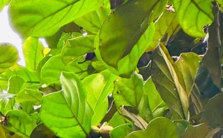 大叶榕树品种有哪些？