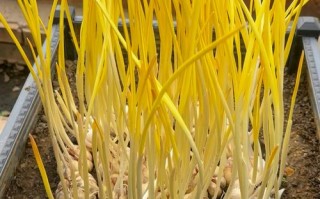 蒜黄种植选啥品种好？