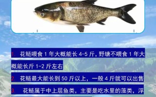 养花鲢鱼吃什么饲料