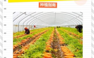 红萝卜何时种？怎么种高产？