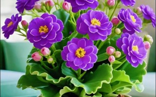 重瓣长寿花品种到底有多少？