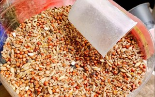 鸽子喂什么节省饲料