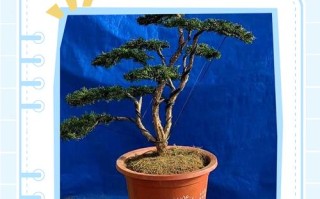 红豆杉冬季怎么养才好？