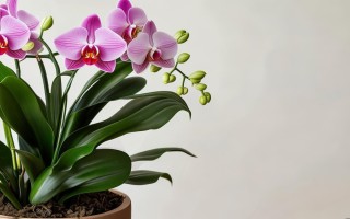 君子兰怎么养才能叶绿花繁？