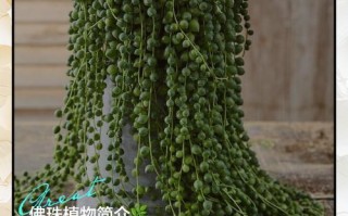 佛珠怎么养才爆盆？注意这些要点！