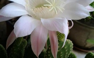 可开花仙人掌有哪些品种？