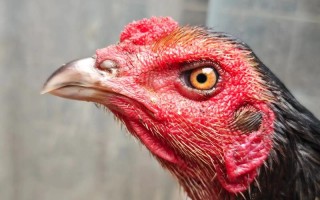 斗鸡小鸡的价格是多少